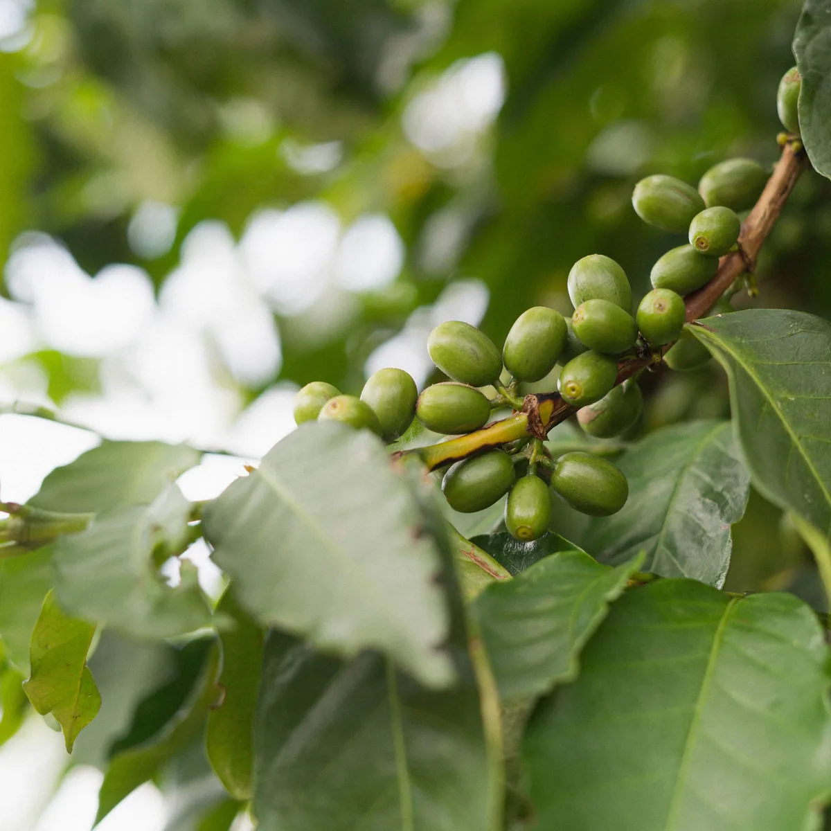 rwanda – kirunga coffee by alchemy café - the city