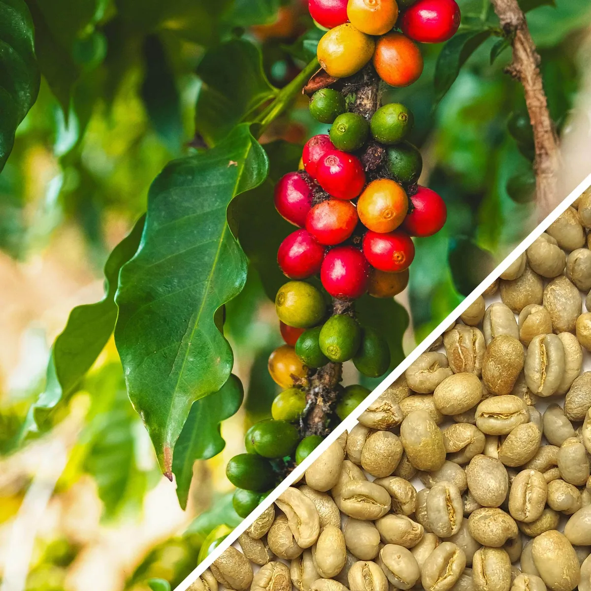 tanzania peaberry - green coffee coffee by terra coffee and tea ltd