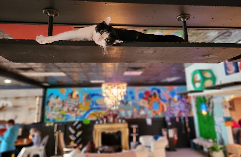 Cups and Claws Cat Cafe in Newport News — specialty coffee cafe