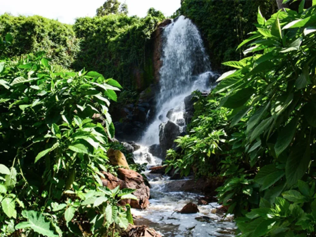 waterfall cascading through lush green tropical forest vegetation and rocky stream., fairview coffee estate, kiambu