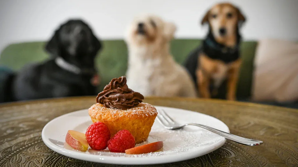 fellfreunde unser hundecafe, dog cafe in berlin