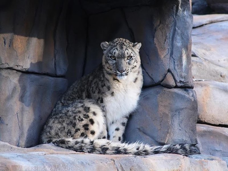 Five Sisters Zoo in Livingston — specialty coffee cafe