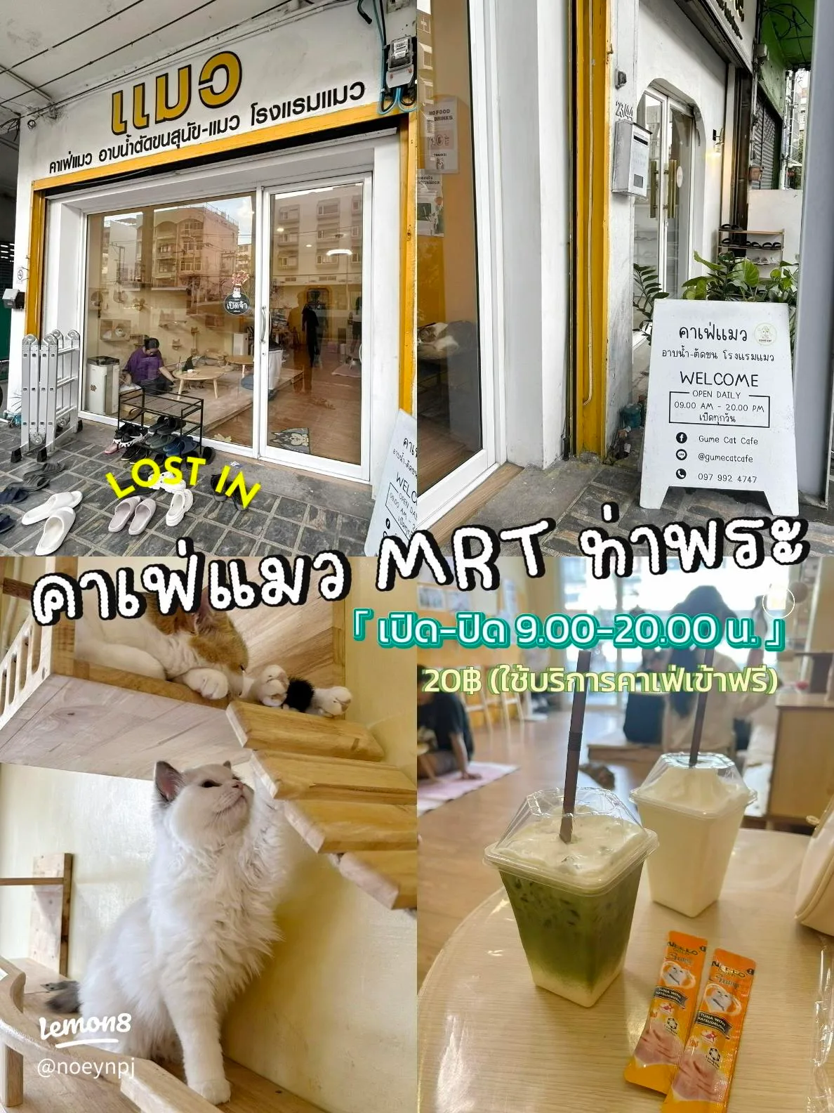 cat café near mrt with beverages, felines, and yellow storefront branding., gume cat cafe อาบน้ำ-ตัดขน(หมา&แมว) โรงแรมรับฝาก 
