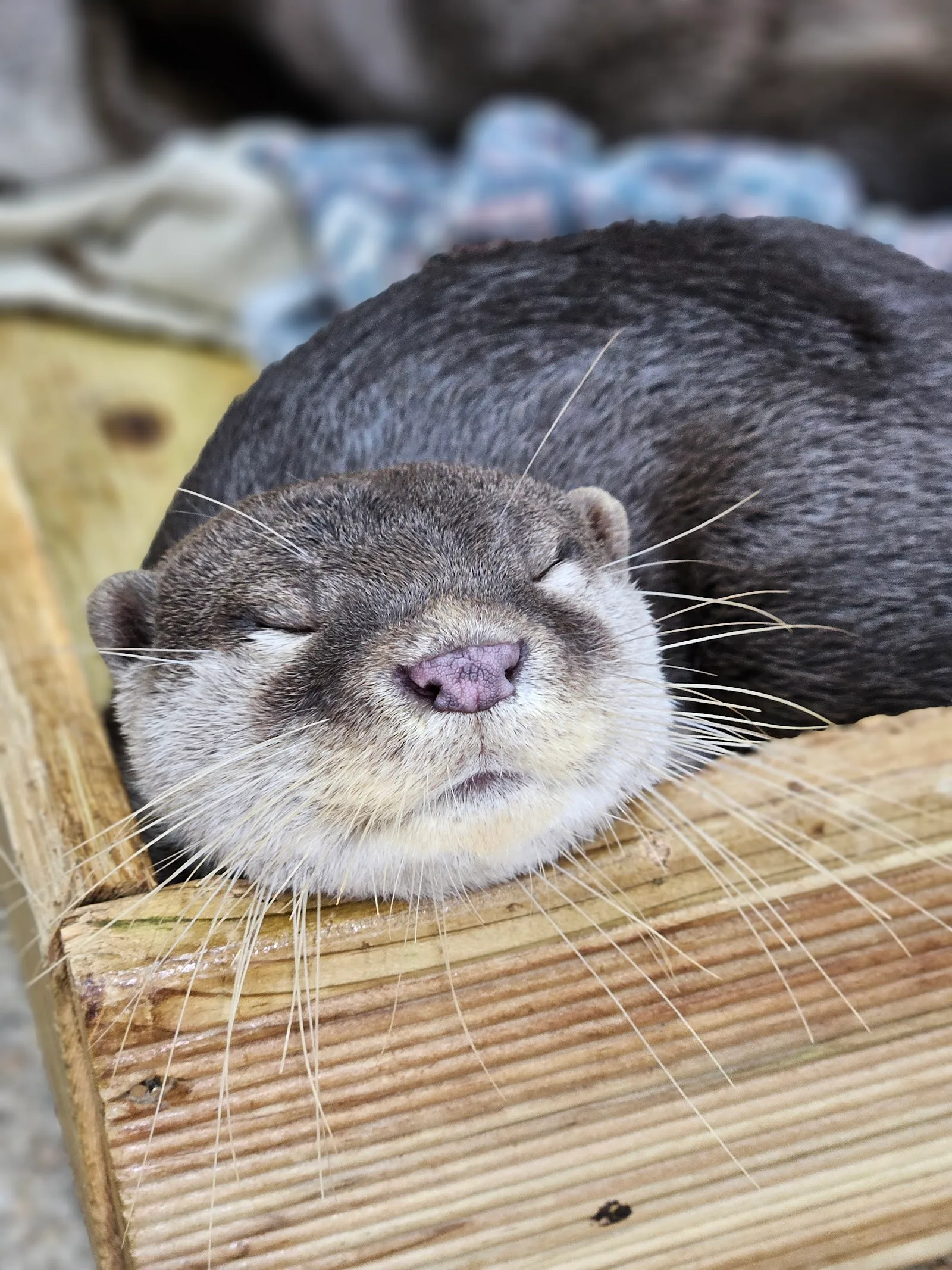 이웃집수달, otter cafe in gyeongsan