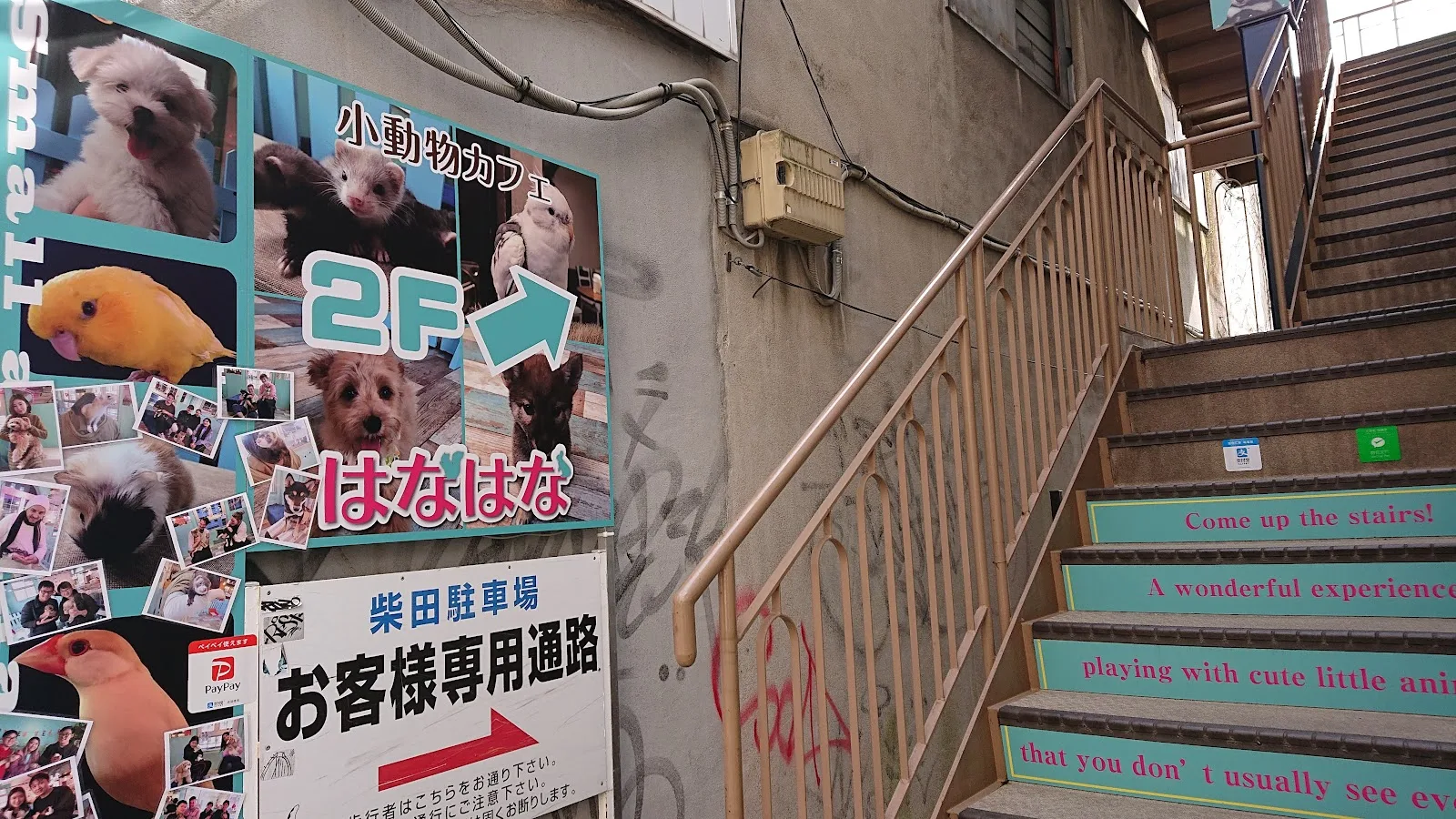 Hana Hana Small Animals Pet Cafe