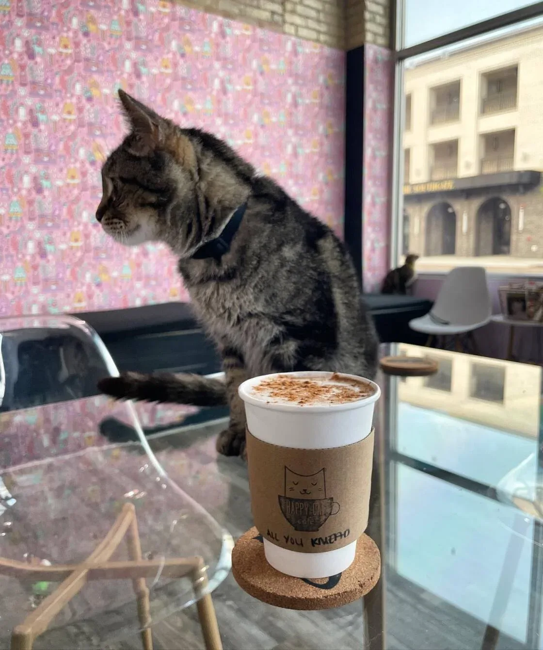 happy cat cafe, cat cafe in grand rapids