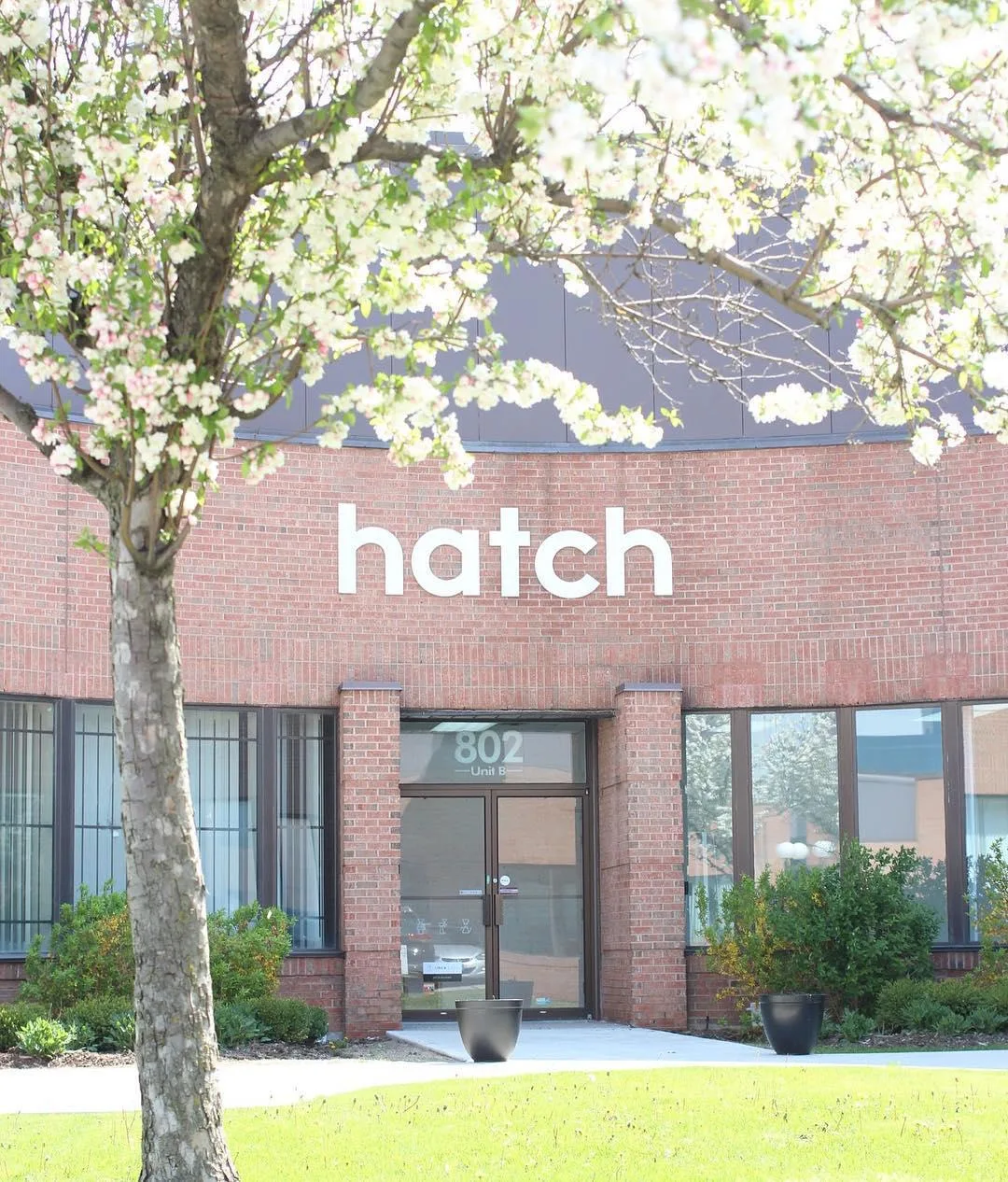 blooming tree frames brick building entrance with "hatch" signage., hatch coffee roasters, markham