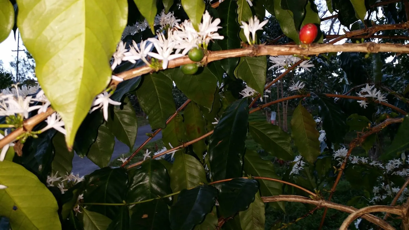 Hula Daddy Kona Coffee