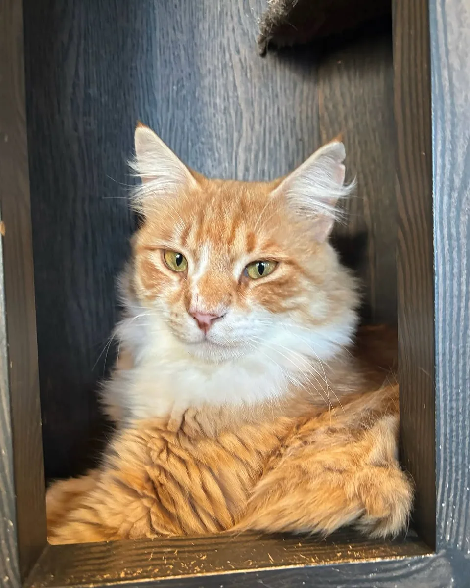 Java Whiskers Cat Café Marylebone in London, specialty coffee cafe