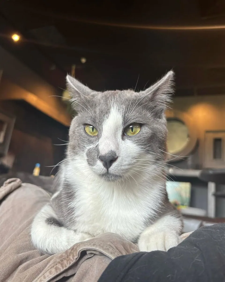 Java Whiskers Cat Café Marylebone (via instagram)