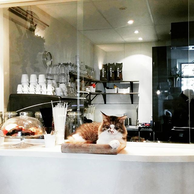 Kattencafé Op z'n Kop