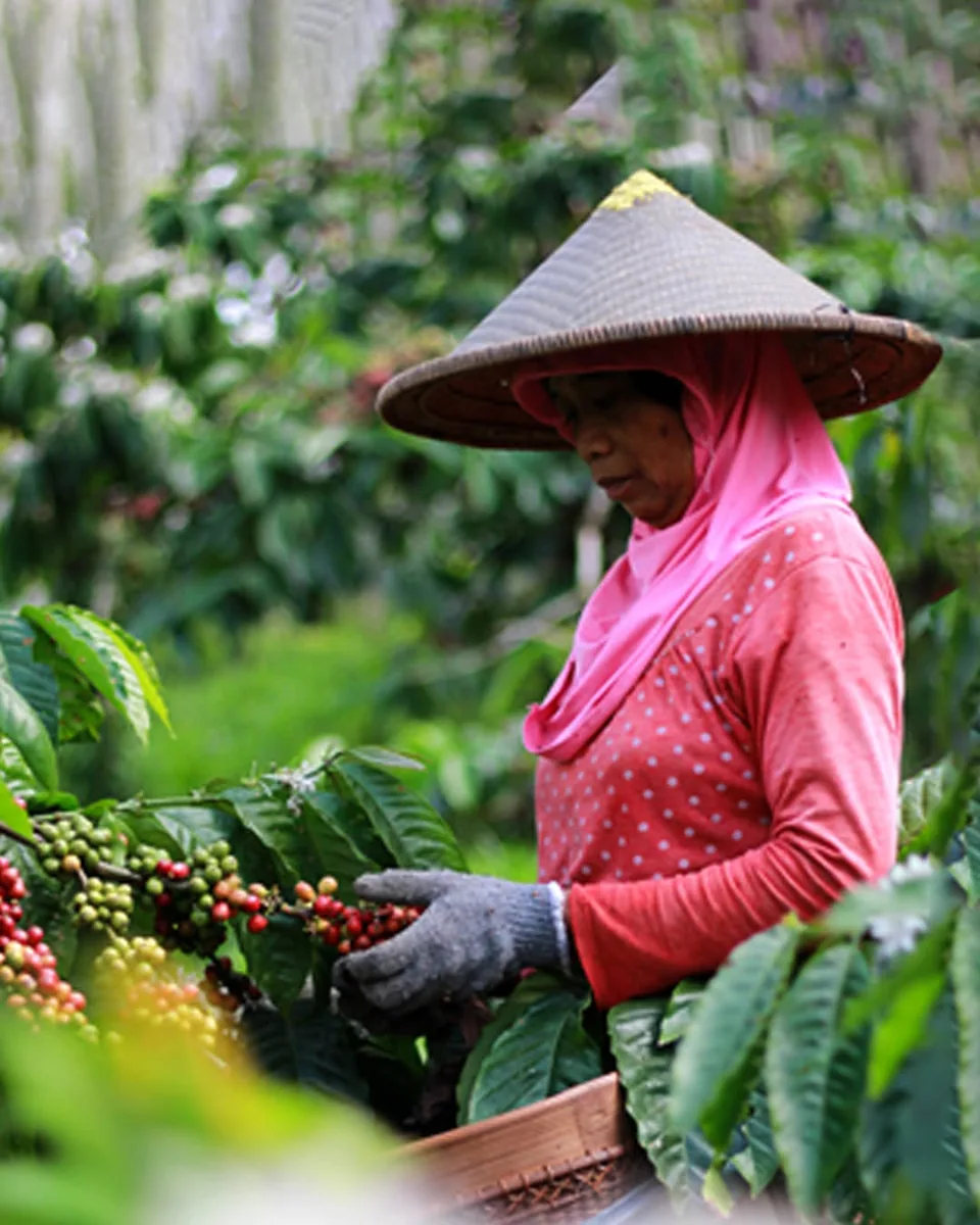Kawisari Coffee Farm Shop & Eatery Bali (via instagram)