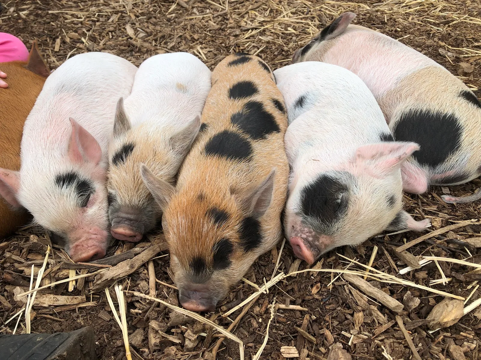 kew little pigs farm ltd, micro-pig cafe in amersham