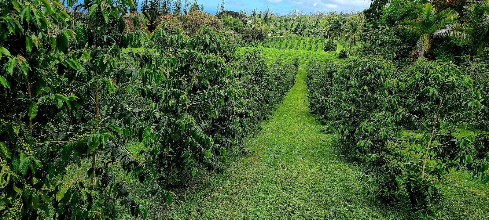 Kona Earth - 100% Kona Coffee