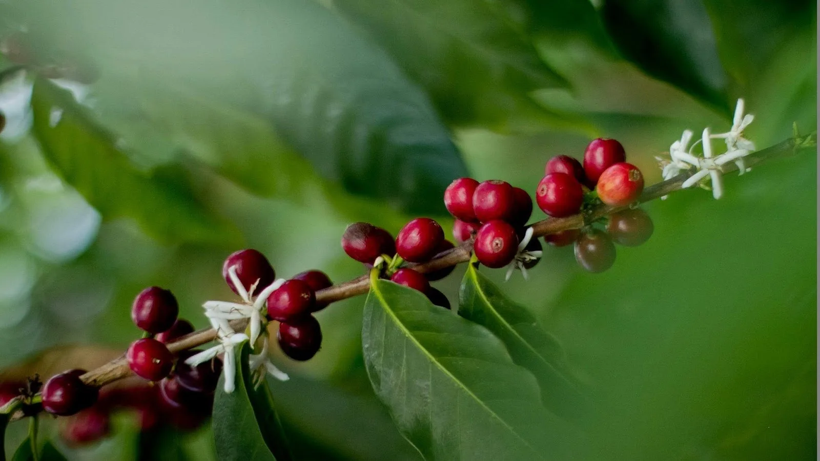 Kona Farm Direct Coffee