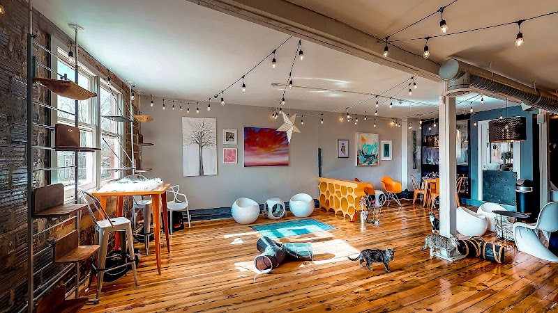 Mac Tabby Cat Cafe - Charlotte in Charlotte — specialty coffee cafe