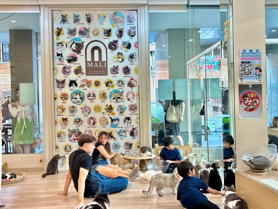 Mali Cat Cafe & Bar in Chiang Mai — specialty coffee cafe