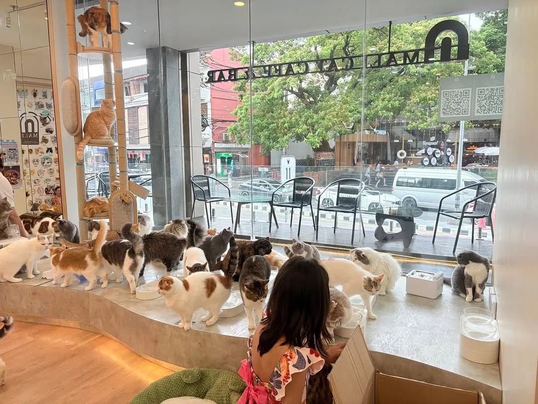 Mali Cat Cafe & Bar (via instagram)