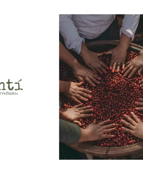 multiple hands sorting red coffee cherries in a wooden basket together., mantí café, são paulo