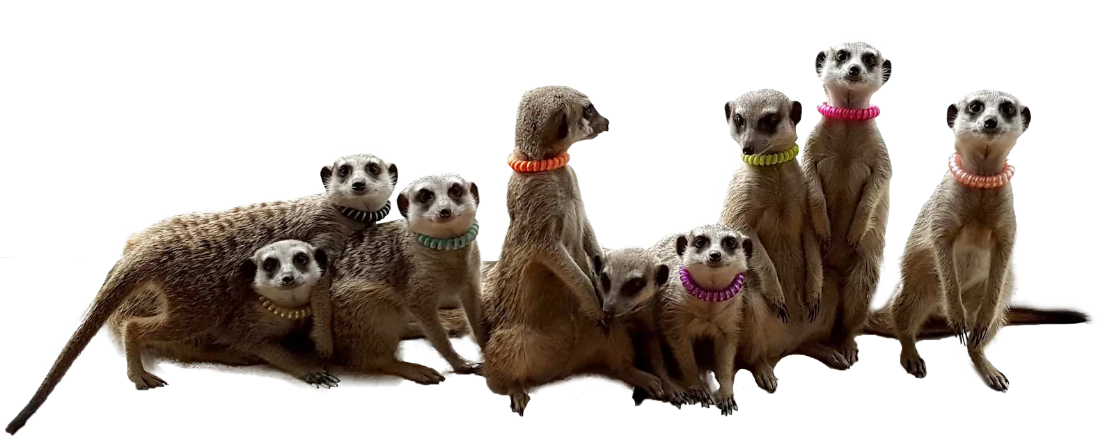 Meerkat Friends in Seoul, specialty coffee cafe
