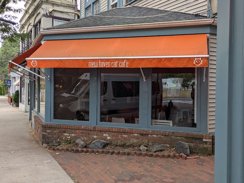 Mew Haven Cat Cafe in New Haven — specialty coffee cafe