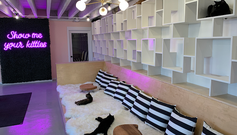 NEKO Cat Cafe Bellingham in Bellingham — specialty coffee cafe