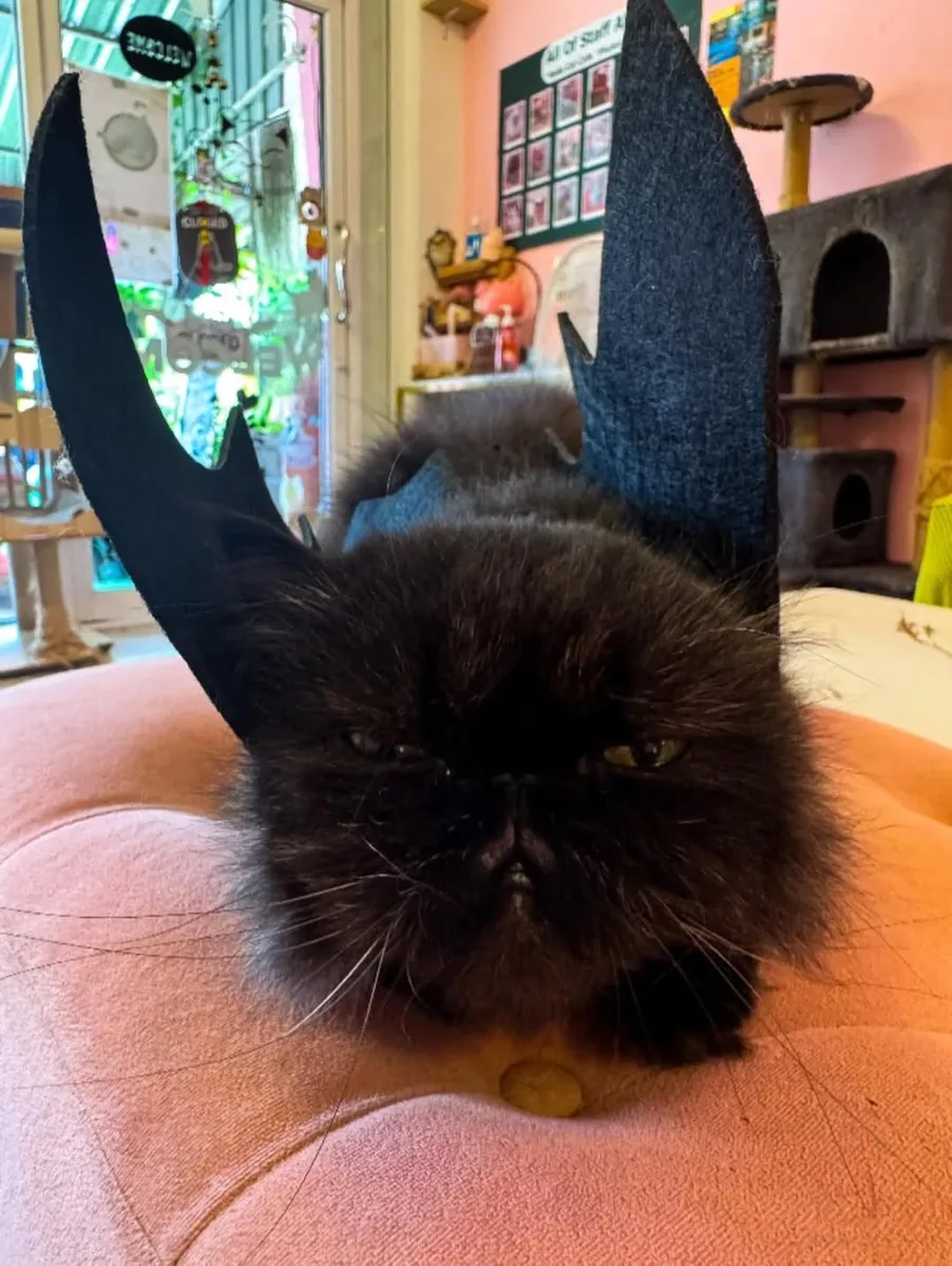 Neko Cat Cafe in Phuket — specialty coffee cafe