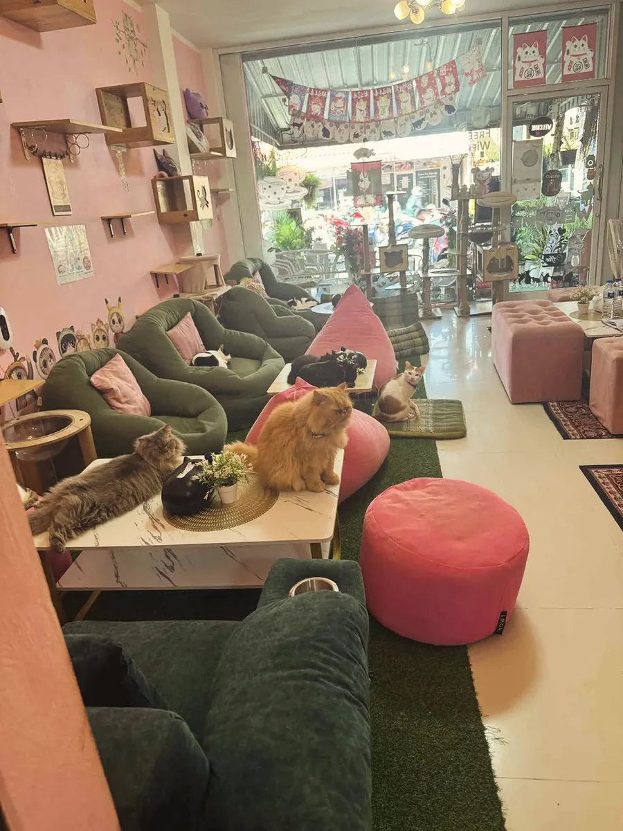 Neko Cat Cafe (via instagram)