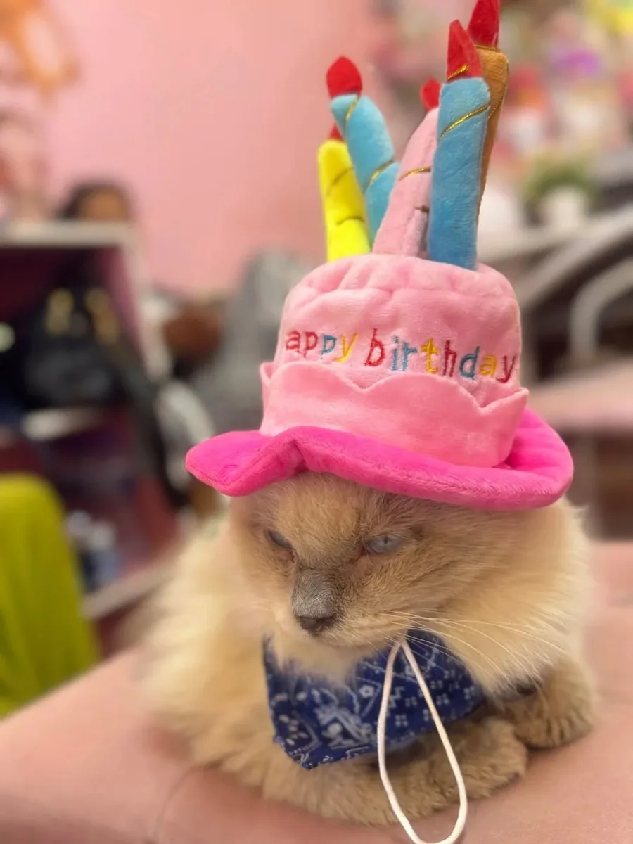 Neko Cat Cafe (via instagram)