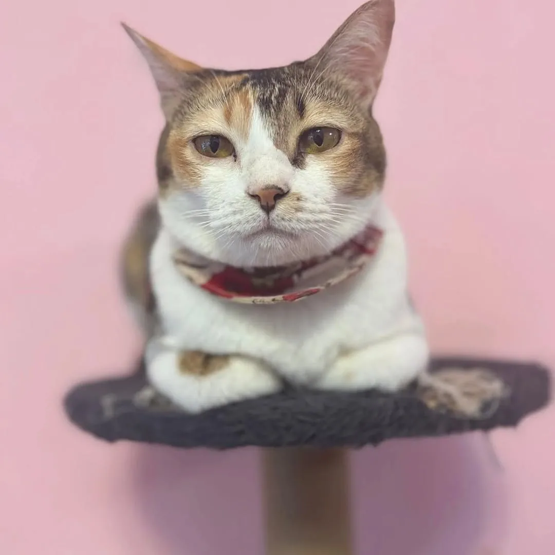 Neko Cat Cafe (via instagram)