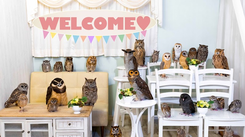 Owl Cafe Tokyo, Tokyo
