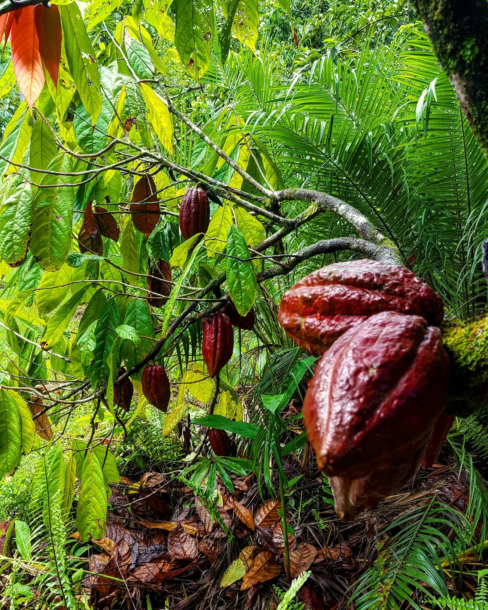 Puna Chocolate Company Farm - Kona Cocoa & Coffee Orchard Tours (by reservation only)