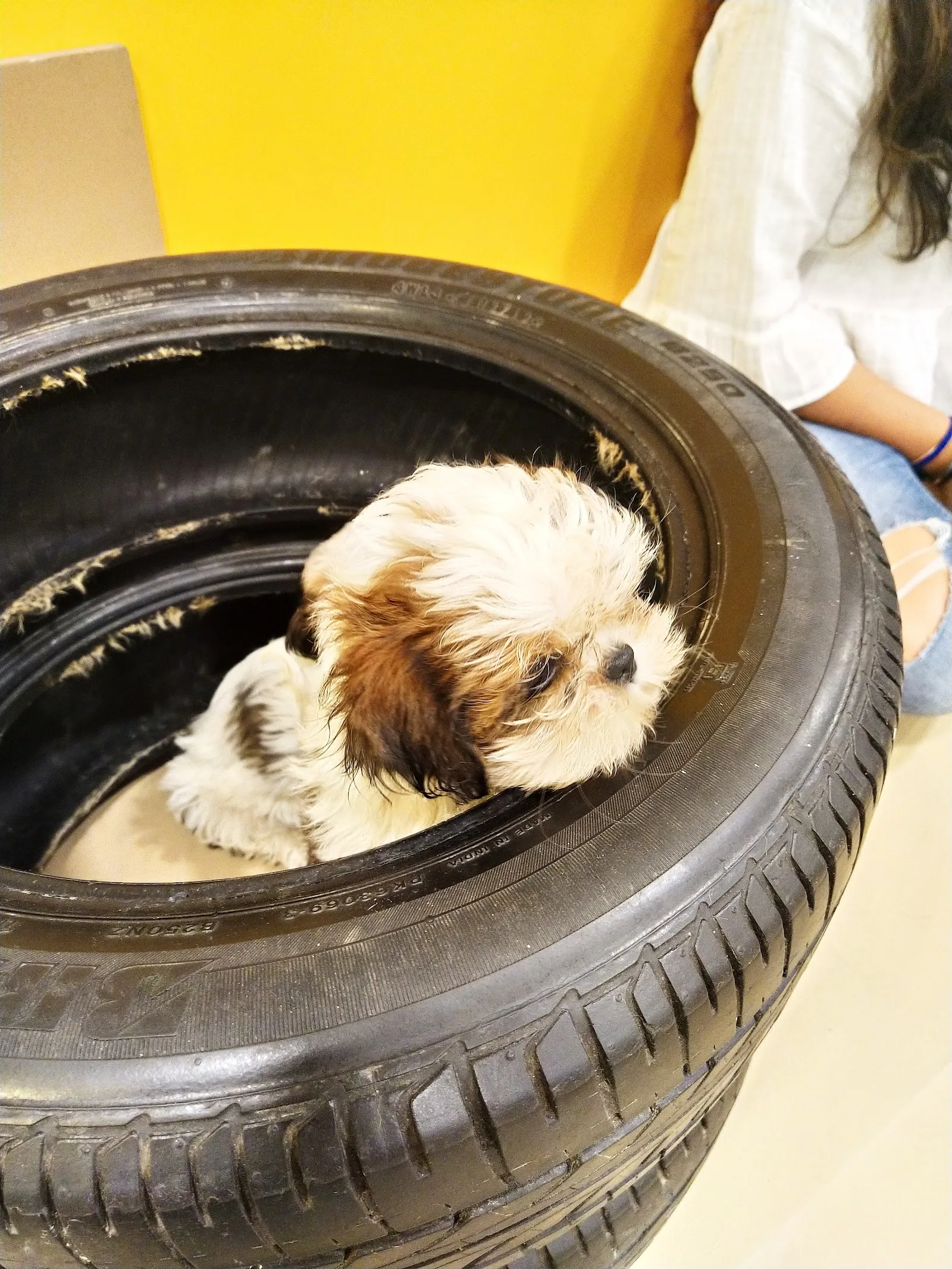 puppy cuddles dog café, dog cafe in mumbai