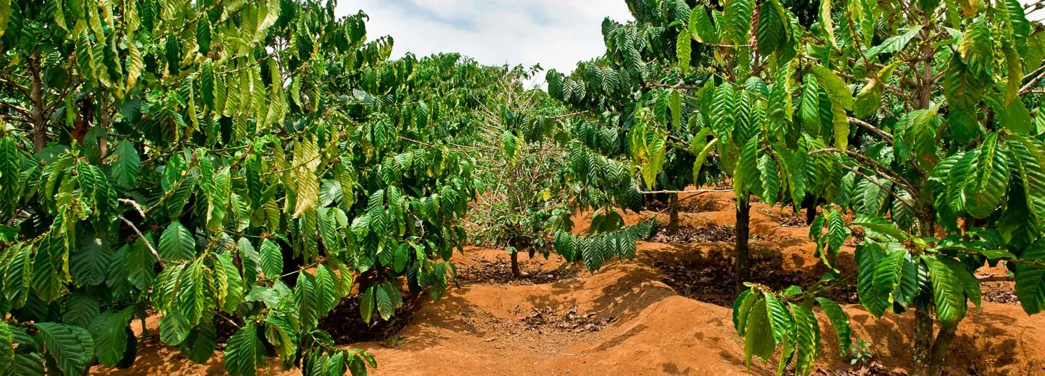 coffee plantation with lush green trees growing in reddish-brown soil., rising kona coffee farm tours, holualoa