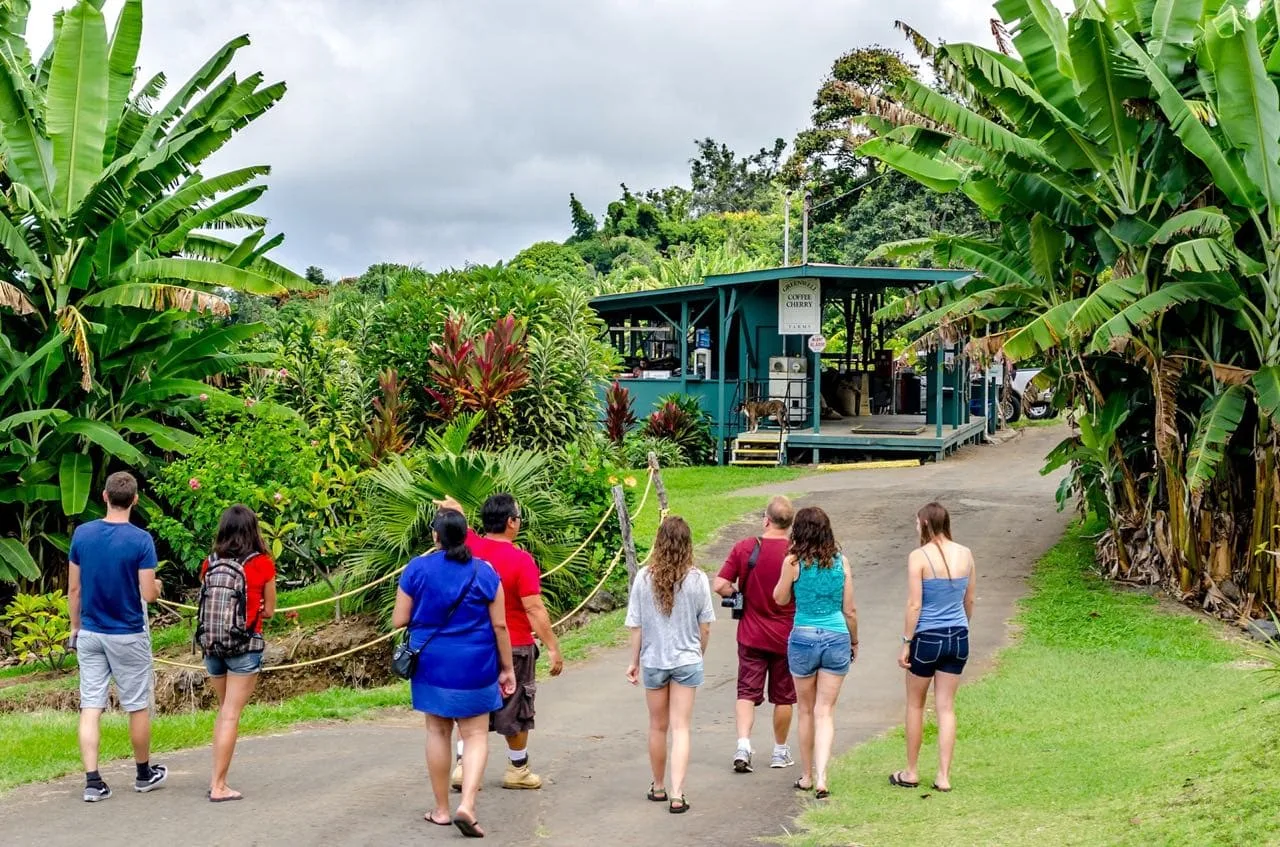 Rising Kona Coffee Farm Tours in Kailua-Kona — specialty coffee roaster