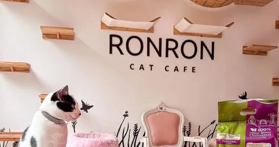 ronron cat café — cat cafe in são paulo