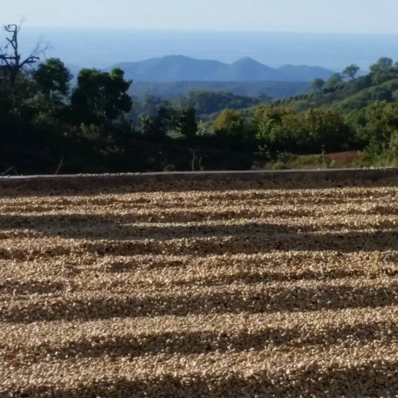 Strongtree Organic Coffee Roasters