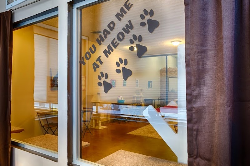 The Cat Cafe in San Diego, specialty coffee cafe
