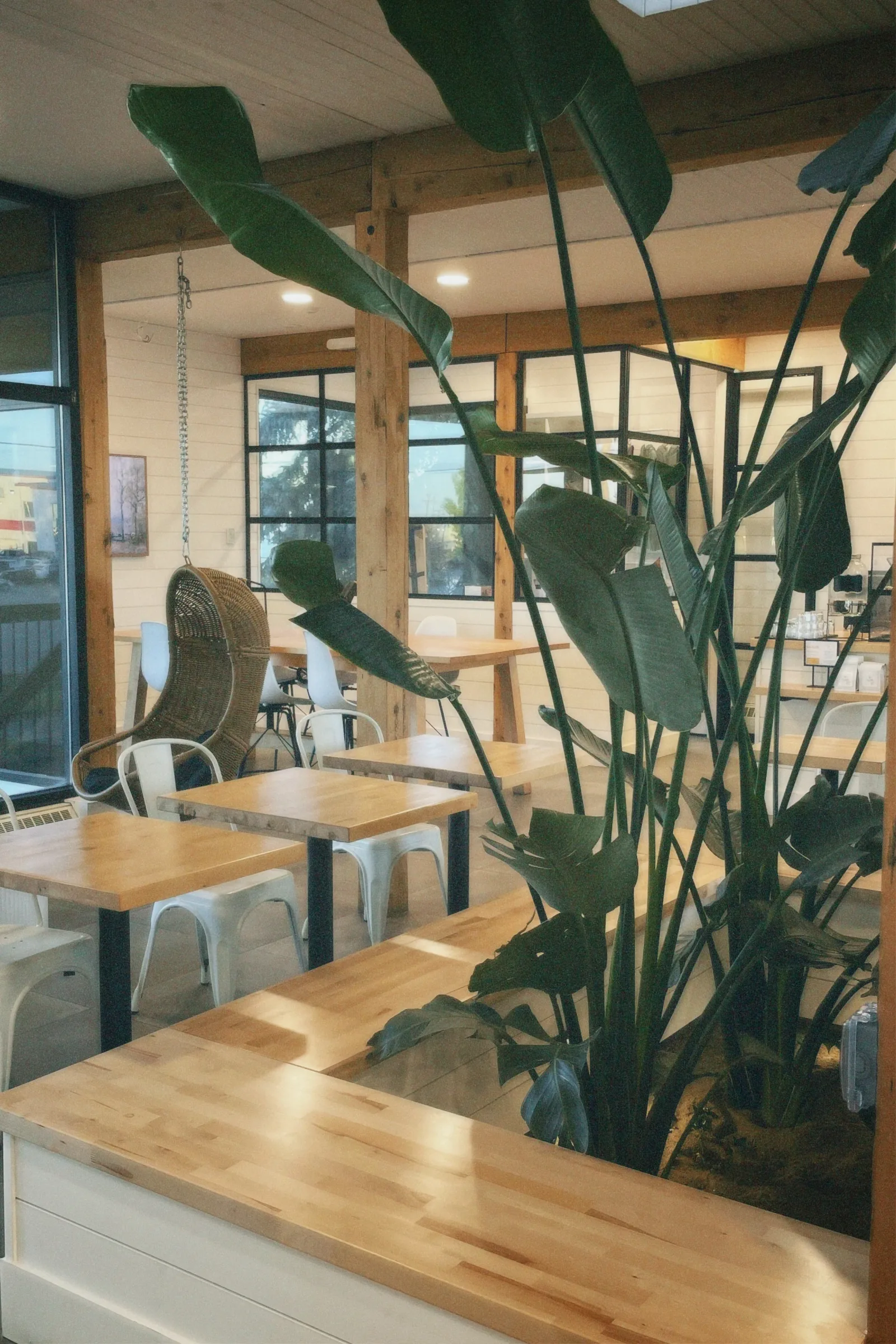 modern café interior with wooden tables, woven chair, and tall green potted plant., the wall coffee roasters, acheson