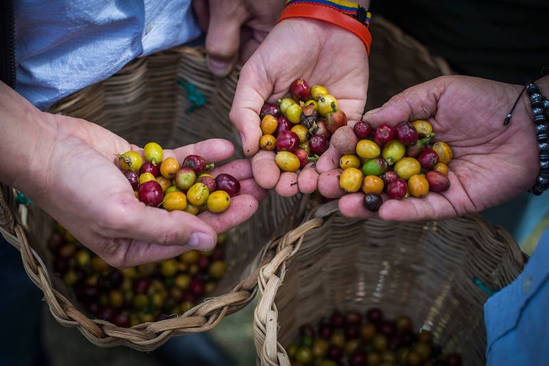 Tour del Café Don Rafa Medellín - Conectamos personas a través del café - specialty coffee roaster in La Estrella