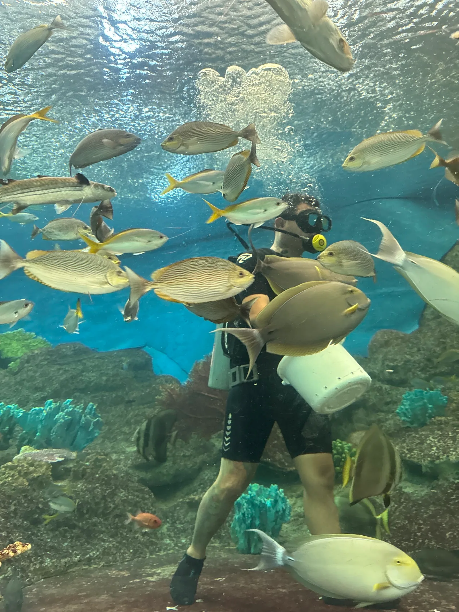underwater world pattaya, aquarium cafe in pattaya