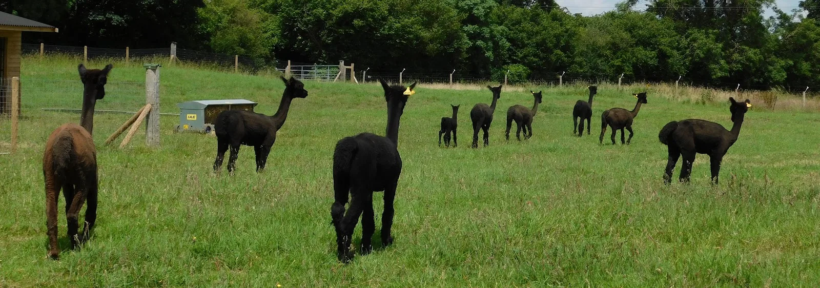 wolfridge alpaca barn, alpaca cafe in alveston