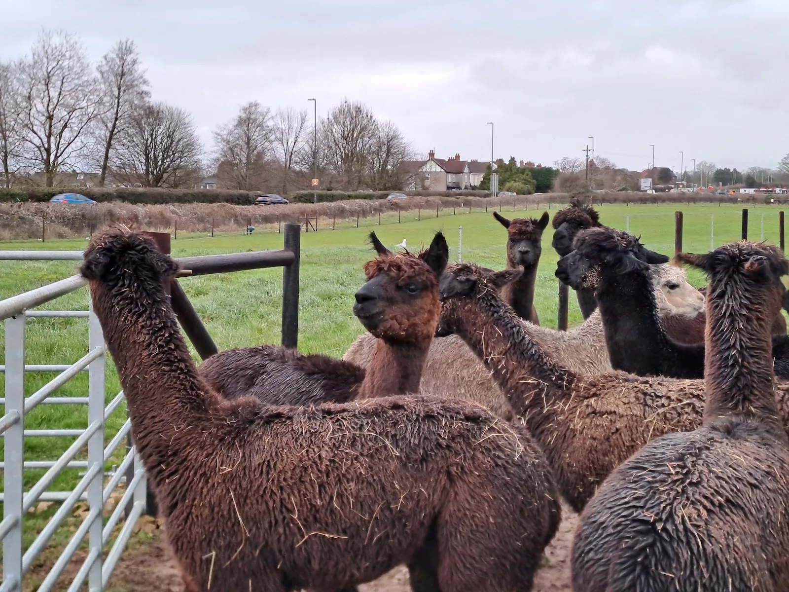 wolfridge alpaca barn, alpaca cafe in alveston