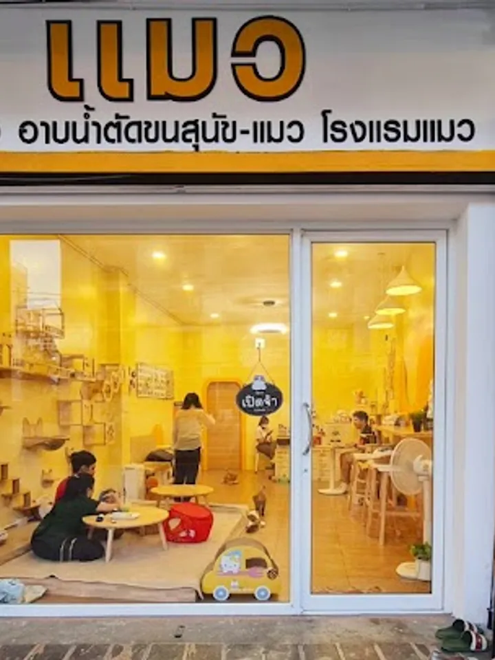 gume cat cafe อาบน้ำ-ตัดขน(หมา&แมว) โรงแรมรับฝาก ราคาถูก คาเฟ่แมว — cat cafe in bangkok